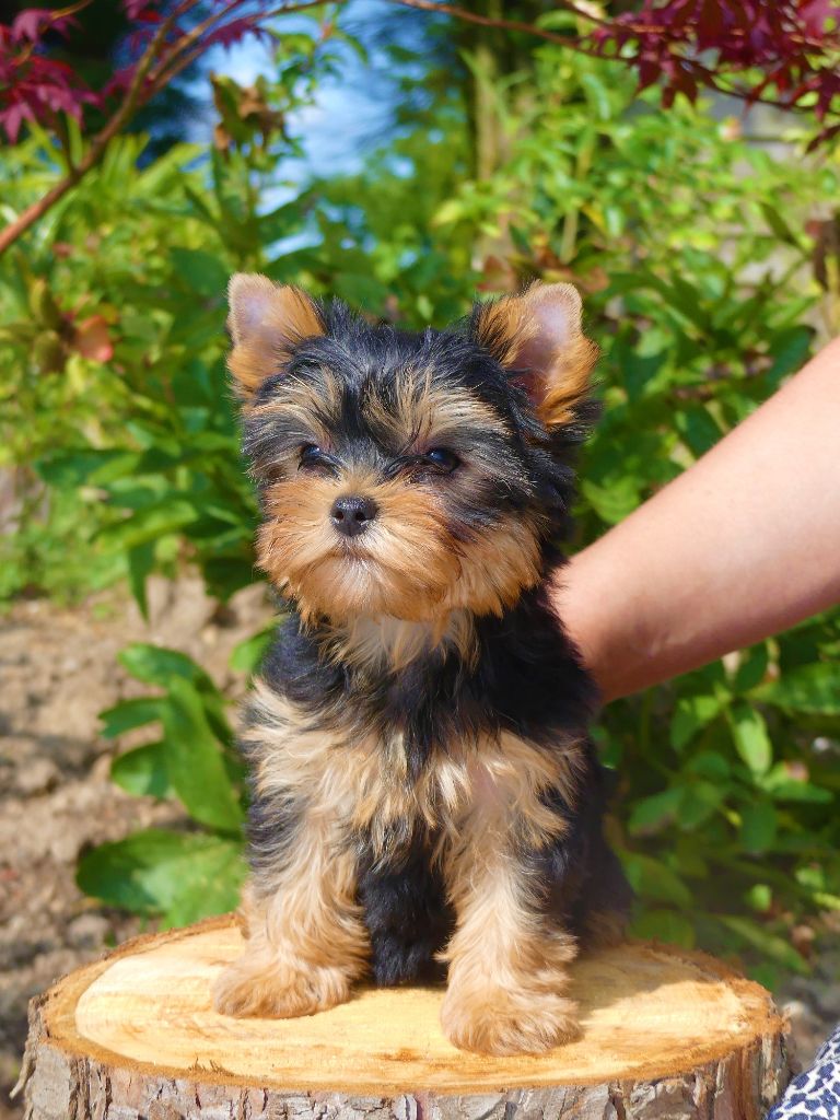 Une praline Des Doux Poilus