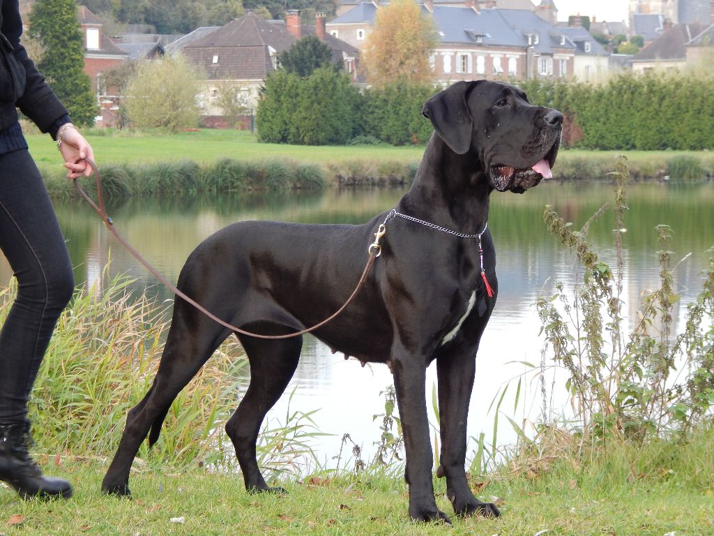 De la vallee de cande - Brussel dogshow 16/17 Decembre