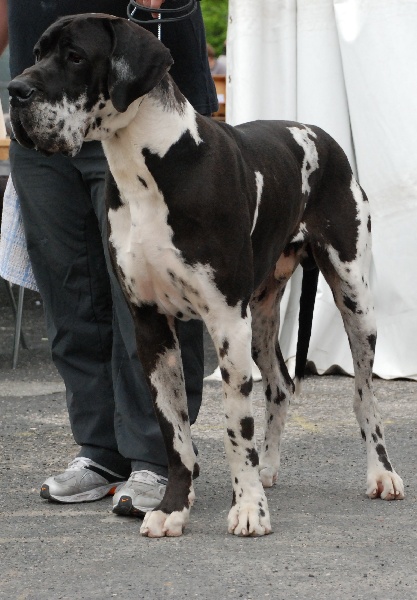 CH. Anubis du domaine de Sultan