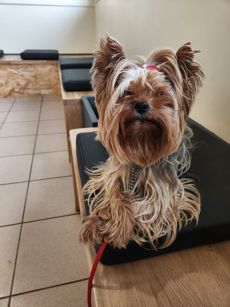 De la vallee de cande - Chiot disponible  - Yorkshire Terrier