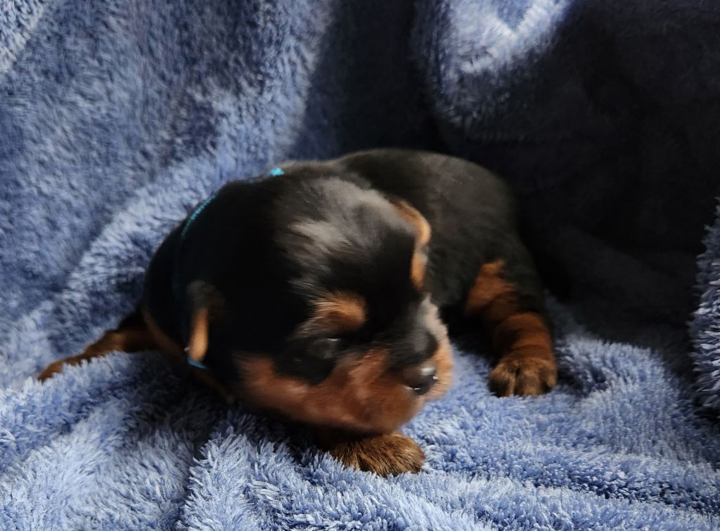 De la vallee de cande - Chiot disponible  - Yorkshire Terrier