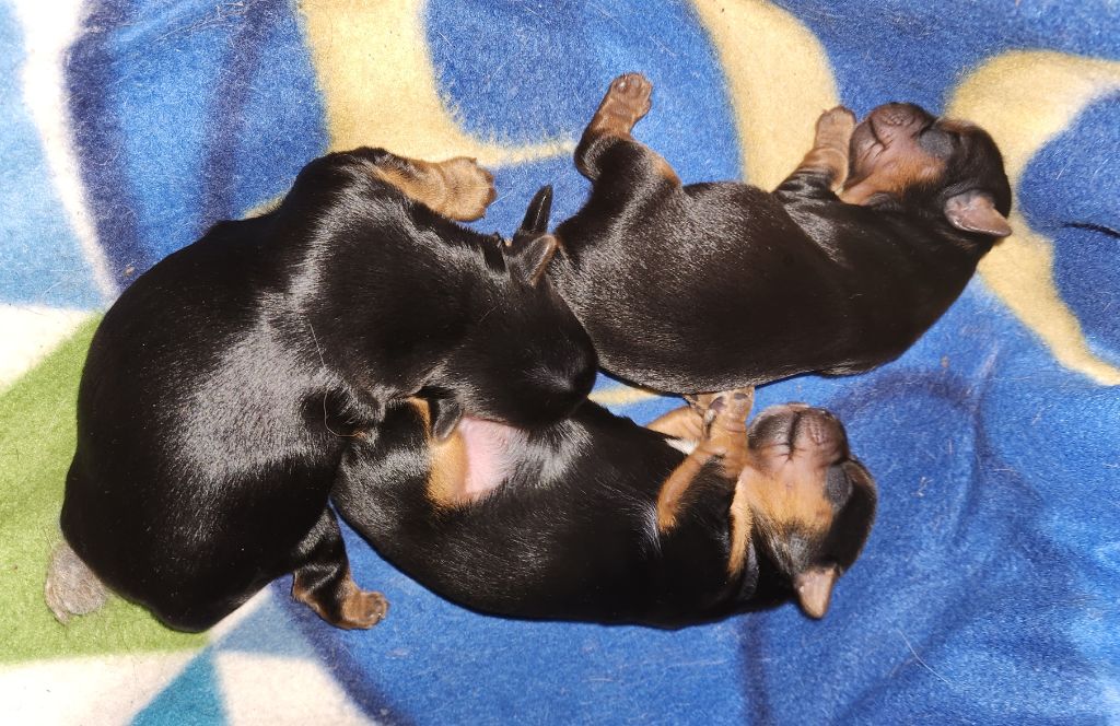 chiot Yorkshire Terrier De la vallee de cande