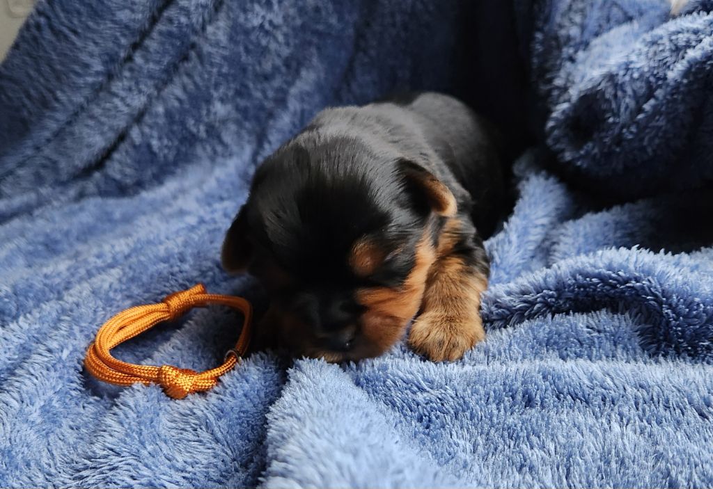 De la vallee de cande - Chiot disponible  - Yorkshire Terrier