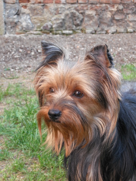 Falballa de la nacre d'antan