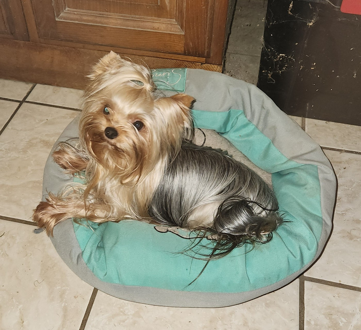 Une praline Des Doux Poilus