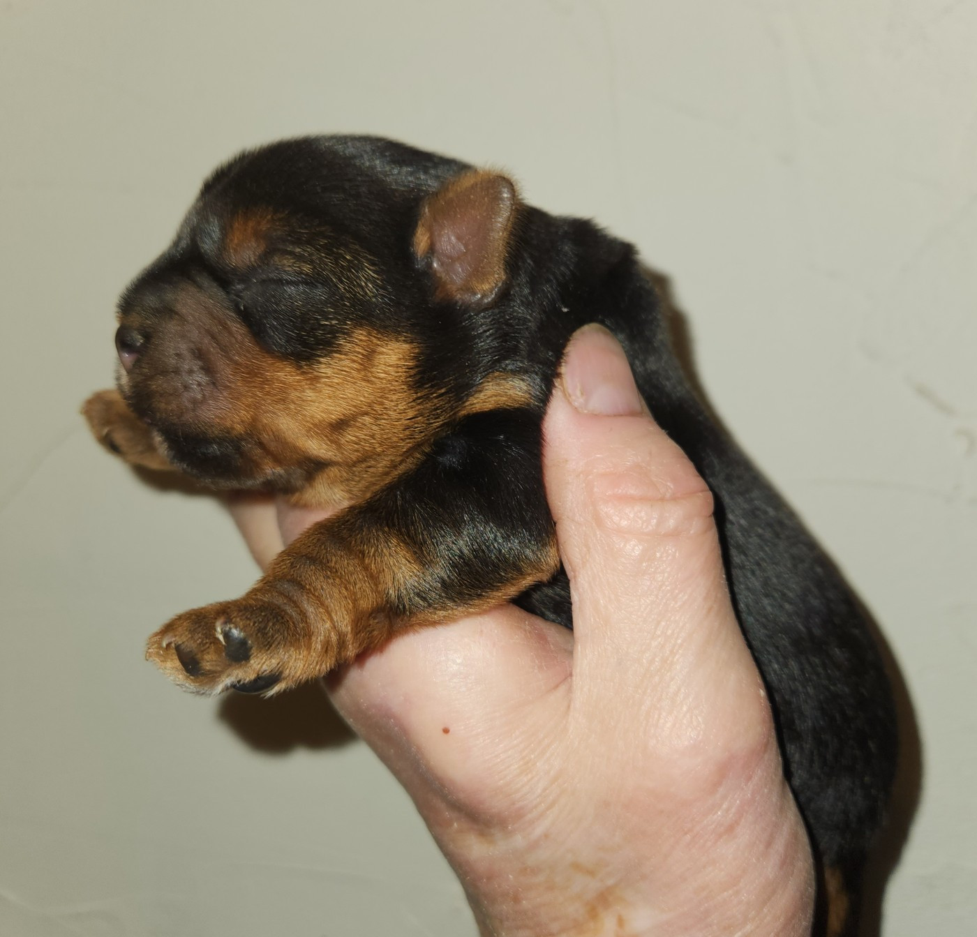 De la vallee de cande - Chiots disponibles - Yorkshire Terrier