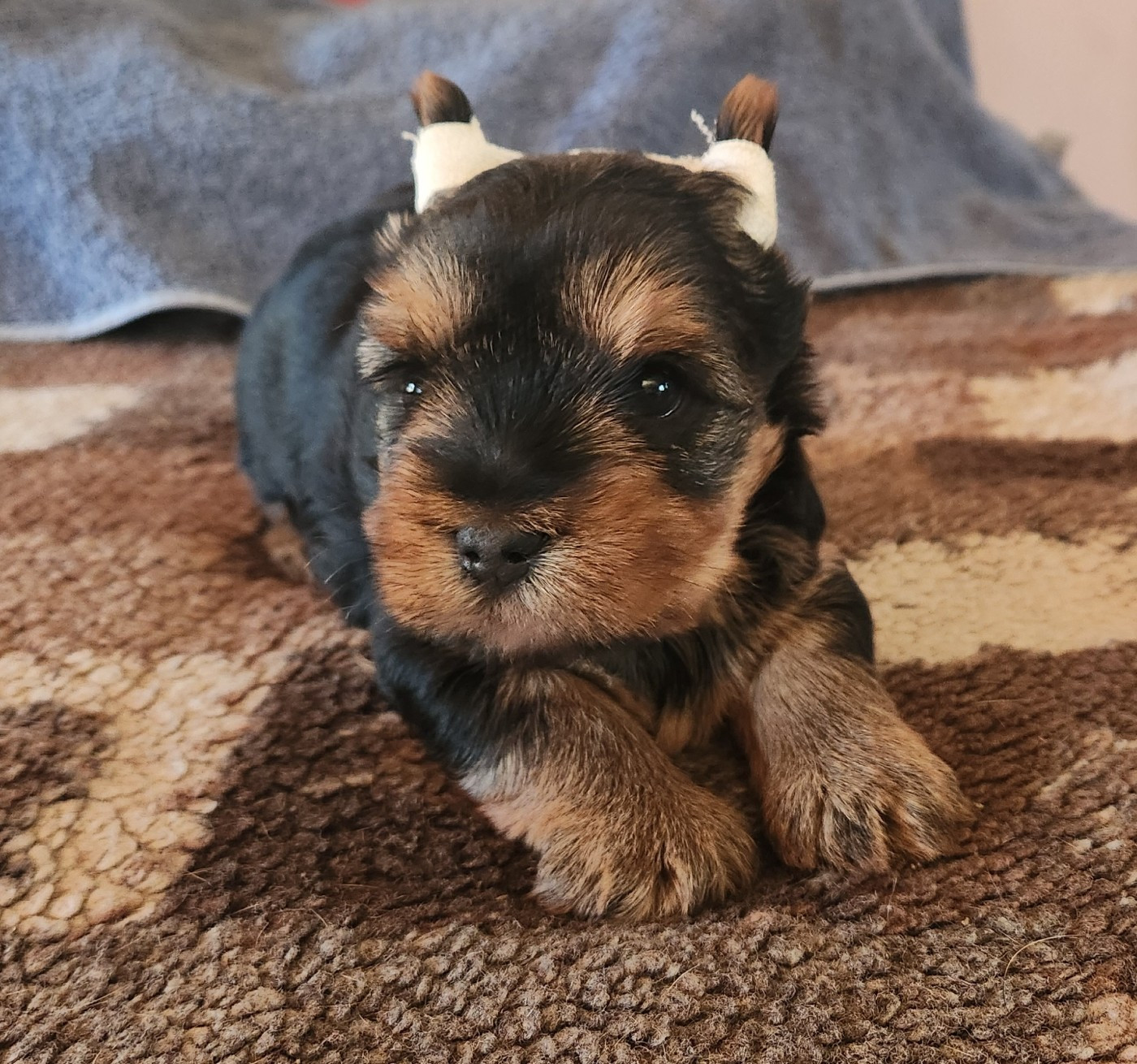 De la vallee de cande - Chiots disponibles - Yorkshire Terrier