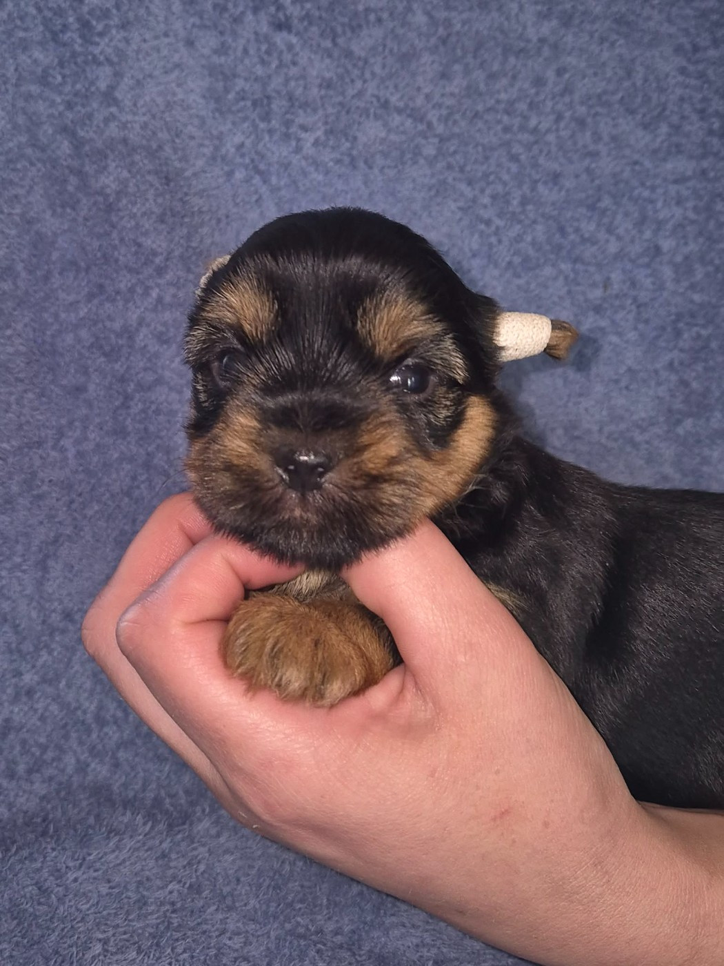 De la vallee de cande - Chiots disponibles - Yorkshire Terrier