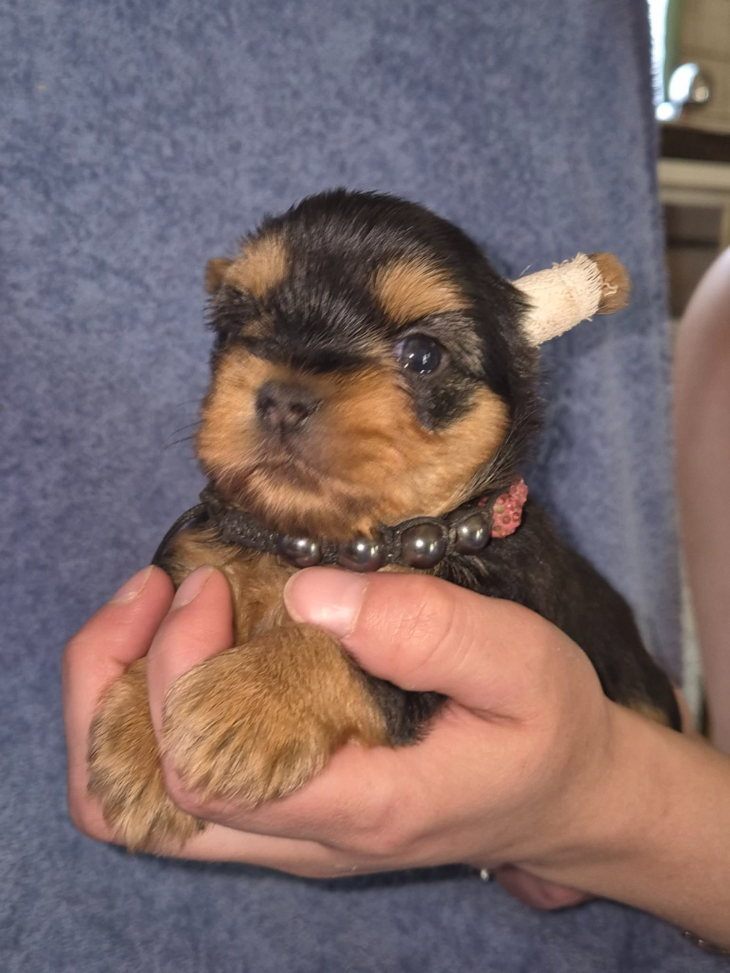 De la vallee de cande - Chiots disponibles - Yorkshire Terrier
