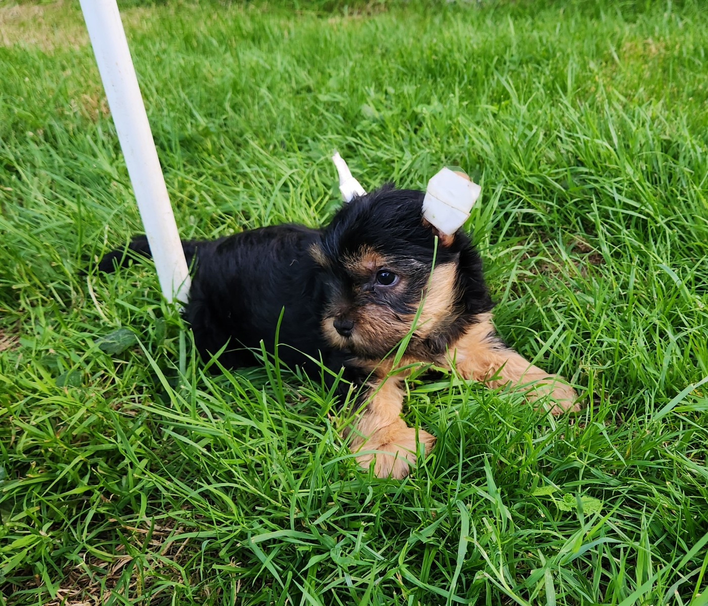De la vallee de cande - Chiots disponibles - Yorkshire Terrier
