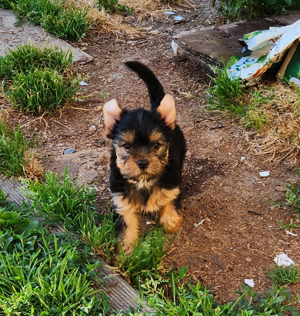 De la vallee de cande - Chiots disponibles - Yorkshire Terrier