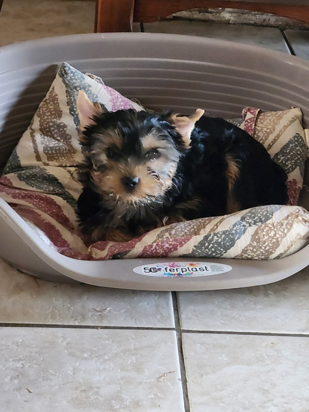 De la vallee de cande - Chiots disponibles - Yorkshire Terrier