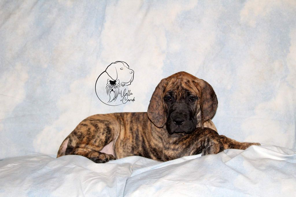 De la vallee de cande - Chiots disponibles - Dogue allemand