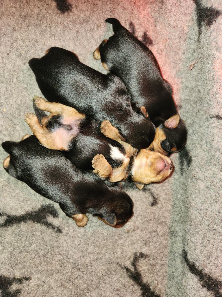De la vallee de cande - Chiots disponibles - Yorkshire Terrier