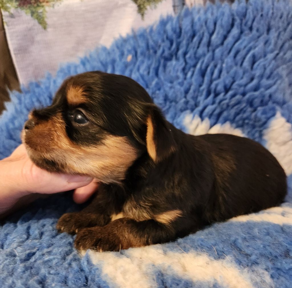 De la vallee de cande - Chiots disponibles - Yorkshire Terrier
