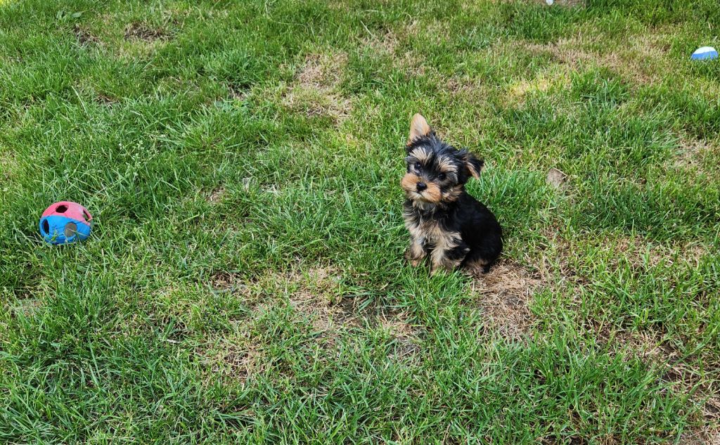 De la vallee de cande - Chiots disponibles - Yorkshire Terrier